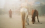 Michaela Danelová - Koně v ulici Darjeelingu - Indie