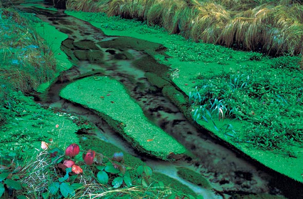 Zelený potok