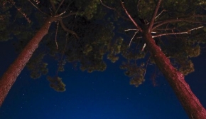 Po setmění - Pod stromy