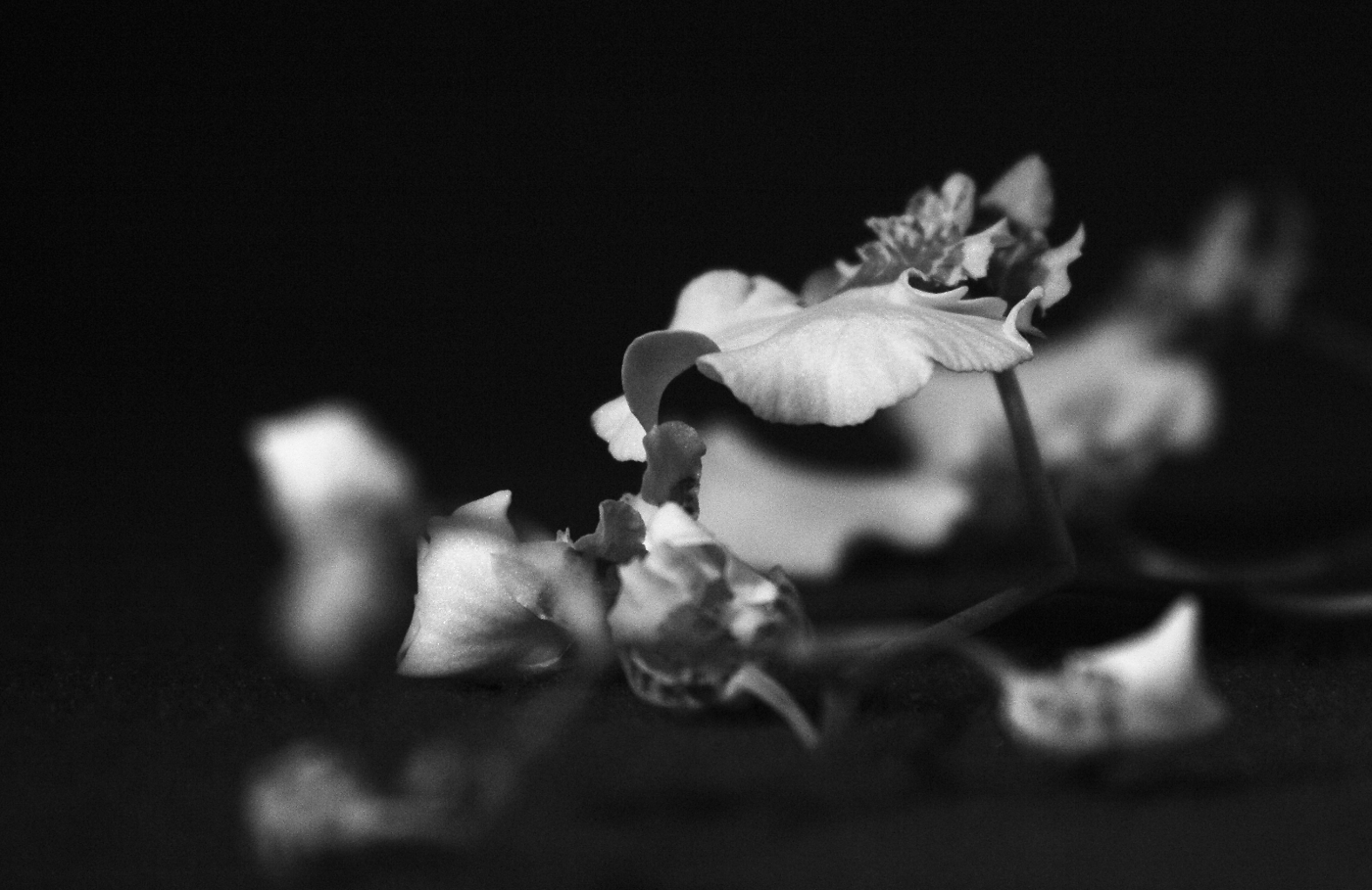 Krása padlých květů