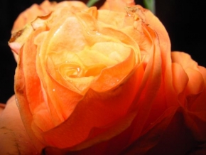 Půvaby květin - Oranžová kráska