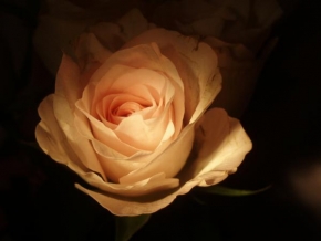 Půvaby květin - Růžová růže ve tmě