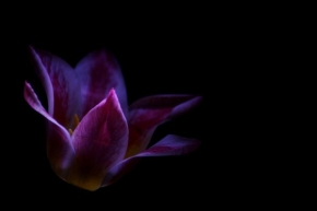 Půvaby květin - Tulip