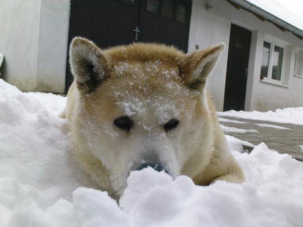 Prostě má rád sníh...