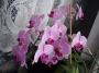 Orchidej