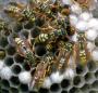 Wasps net