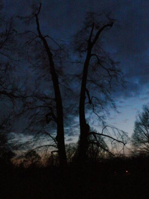 Po setmění - Stromy