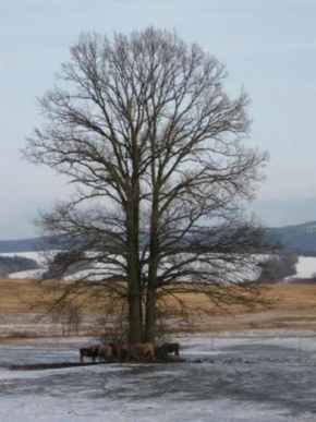Stromy - Pohádka