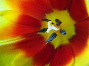 Makrofotografie - Záře tulipánu ...