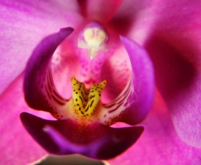 Makrofotografie - Nitro orchideje