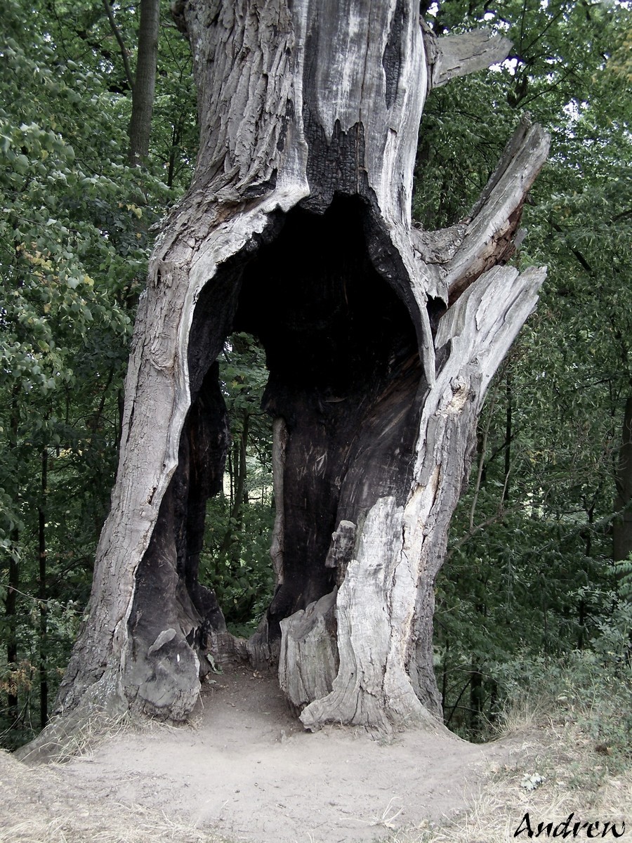 Starý strom
