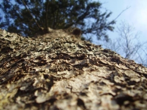 Stromy - Z mravenčíhoo pohledu