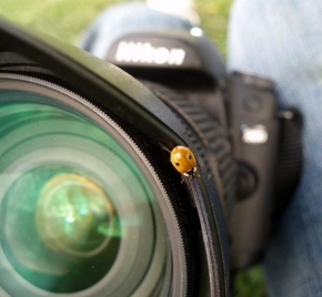 Makrofotografie - Cocinella Nikon