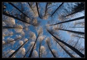 Stromy - Až do nebes