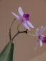 Pavel Nenička - Phalaenopsis