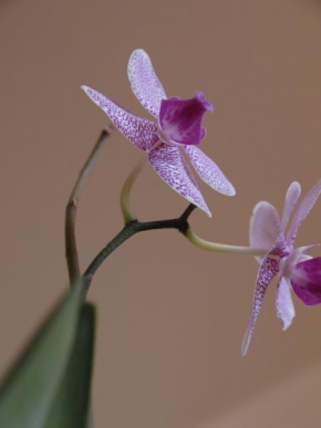 Půvaby květin - Phalaenopsis