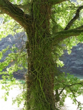 Stromy - Zelený vlasy