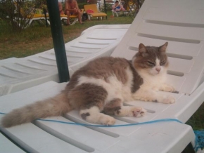 Úlovky z dovolené - Kočka v Tunisku