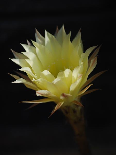 Květenství kaktusu  2