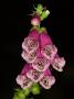Digitalis