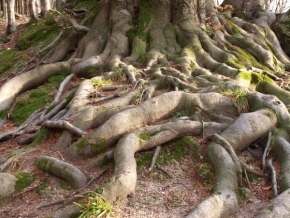 Stromy - V Beskydech