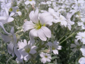 Půvaby květin - Bílý půvab