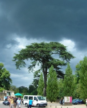 Stromy - Před bouřkou