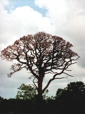 Stromy - Najstarší