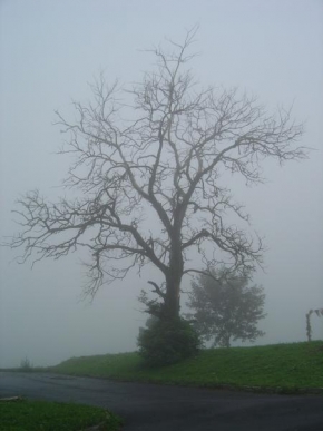 Stromy - Šumavský strom