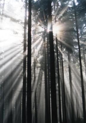 Stromy - Probouzení lesa