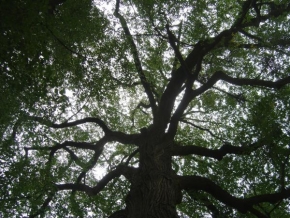 Stromy - Koruna stromu