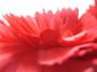 Tulipan