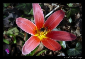 Půvaby květin - Včelka v akci