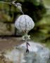 Lampion