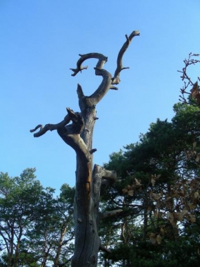 Stromy - Krásný pahýl