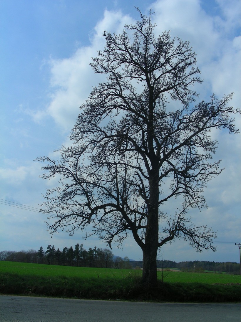 Odpočinkový strom
