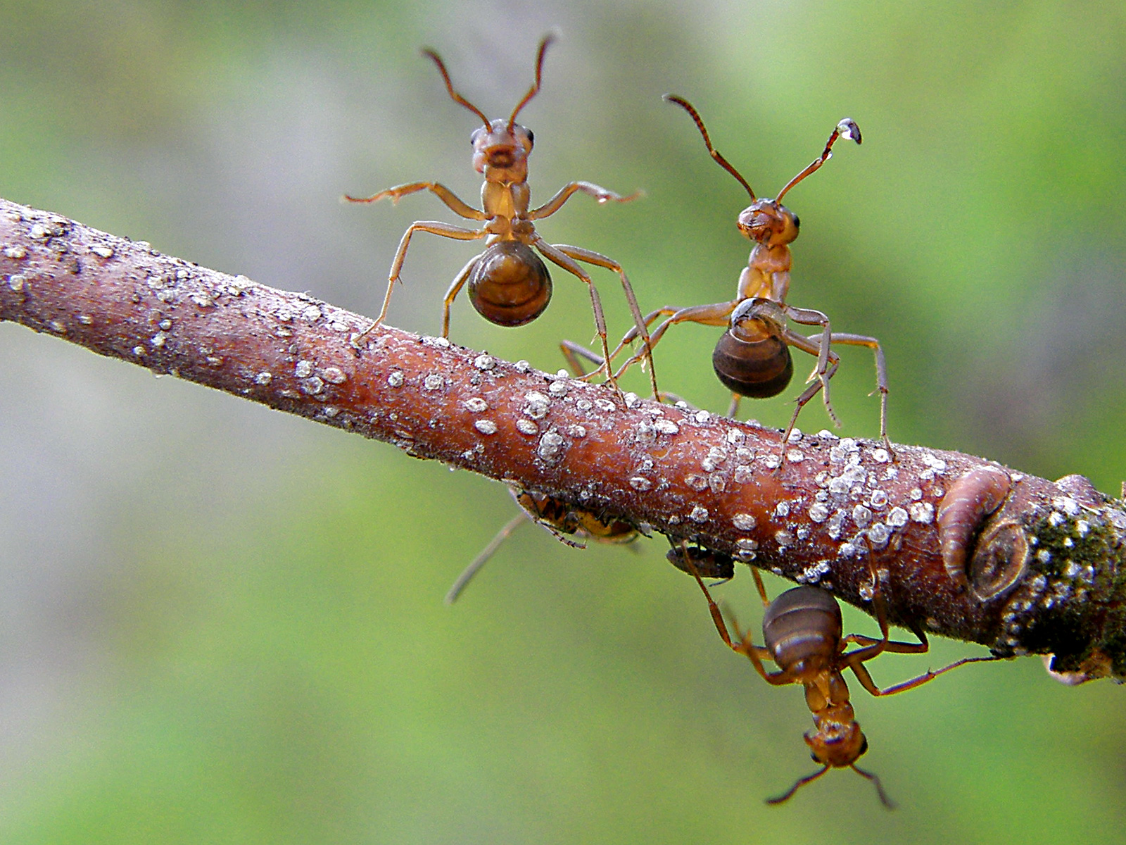 Mravenci v akci