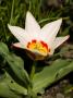 Tulipán