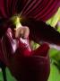 Veronika Sebestova - Z cyklu Orchideje s tvari 3
