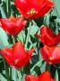 Jaroslav Fatrdla - červený tulipány