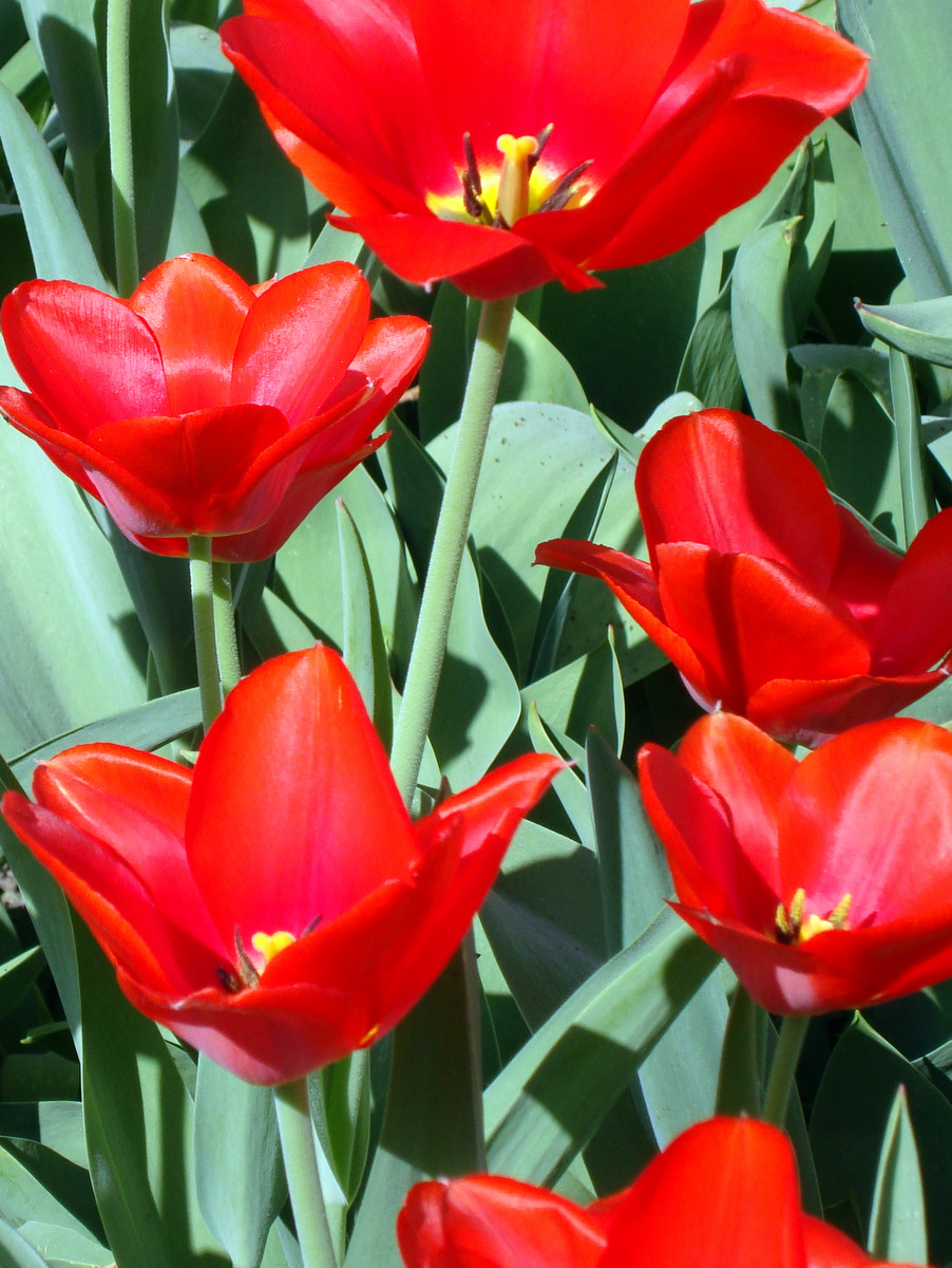 červený tulipány
