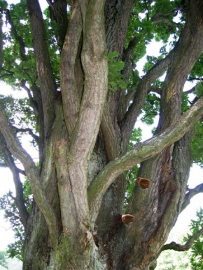 Stromy - Propletení věků
