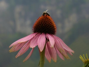 Půvaby květin - Švýcarská příroda