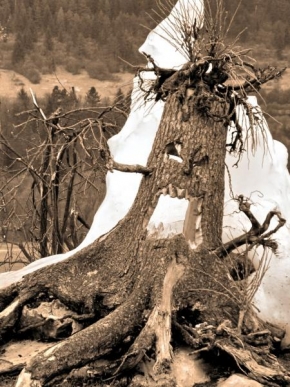 Stromy - Stromové strašidlo