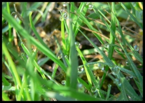 Makrofotografie - Rosa v trávě
