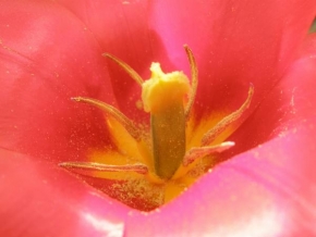 Půvaby květin - Tulipán
