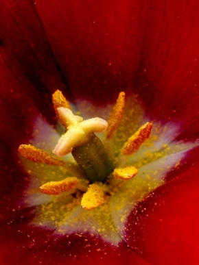 Makrofotografie - Tulipán