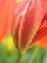 Malvína Bočková - Tulipán