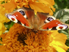 Fotograf roku v přírodě 2009 - Motýl