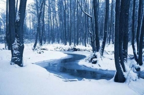 Eliška Kostelková - Stromy pokryté sněhovou přikrývkou